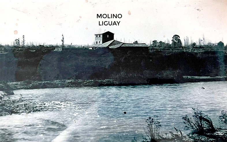 molino liguay longavi